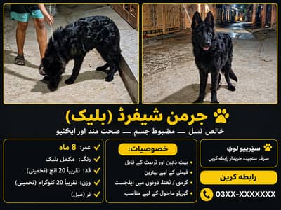 Black German shepherd Dog Healthy and active for sale