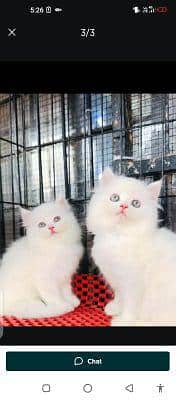Persian cat for sale male or female my WhatsApp number 309=37=11=445