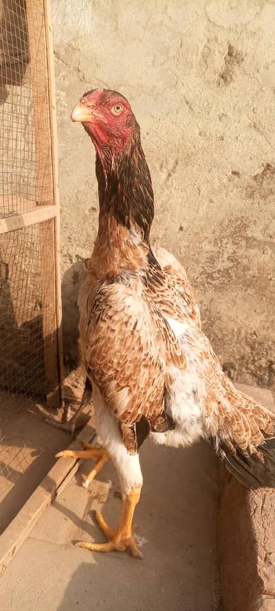Original Shamo Aseel Breeder Hen Female 03098573144