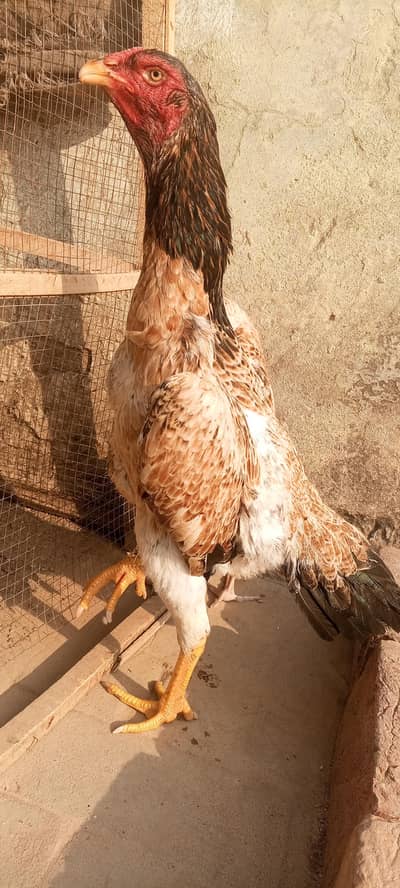Original Shamo Aseel Breeder Hen Female 03098573144