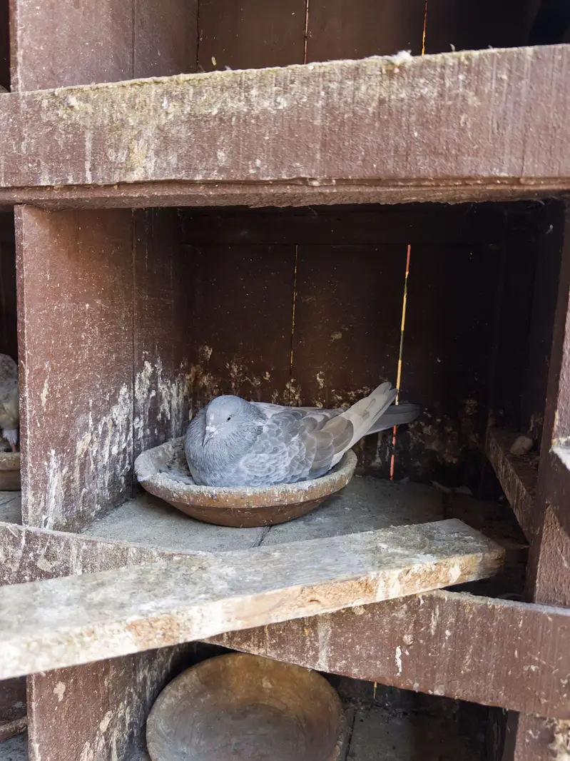 Kabotar pinjra pigeon cage — photo 4