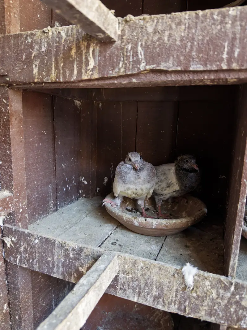 Kabotar pinjra pigeon cage — photo 5