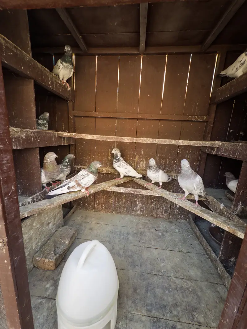 Kabotar pinjra pigeon cage — photo 6