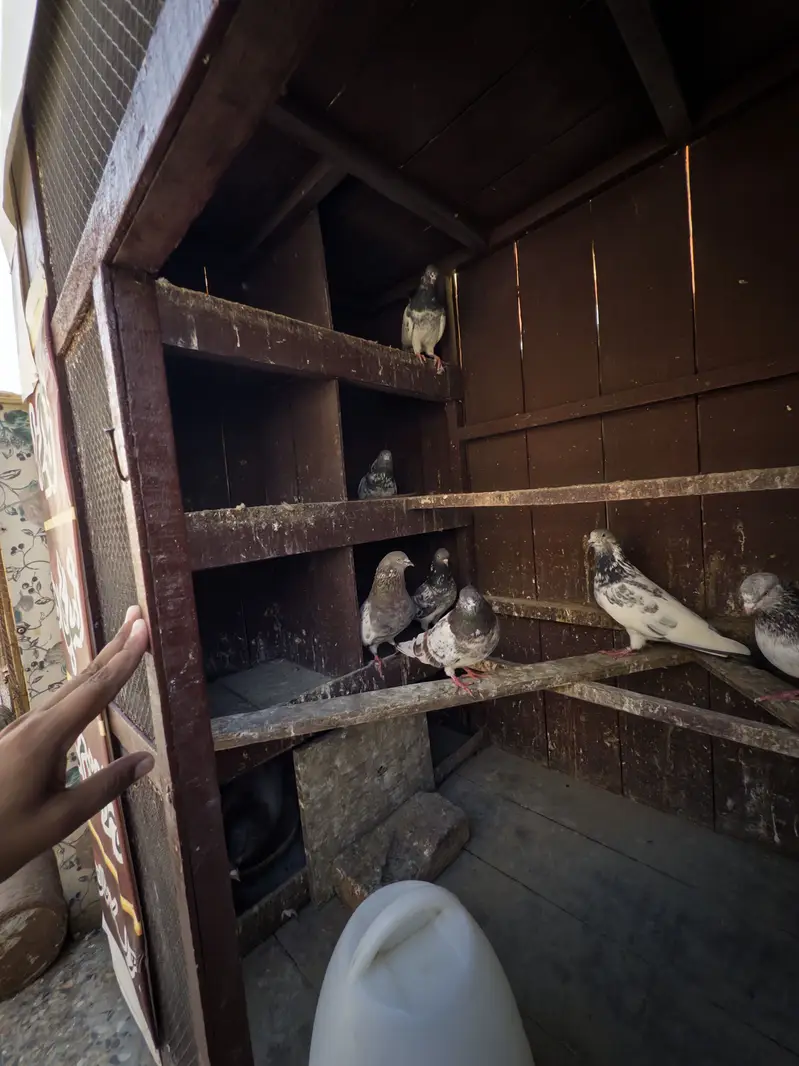 Kabotar pinjra pigeon cage — photo 7
