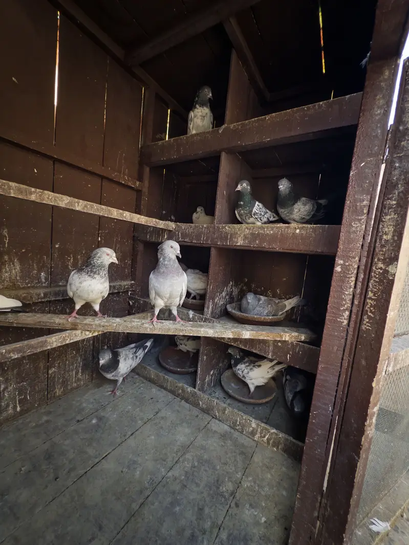 Kabotar pinjra pigeon cage — photo 8