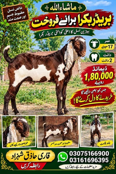 BREADER BAKRA!