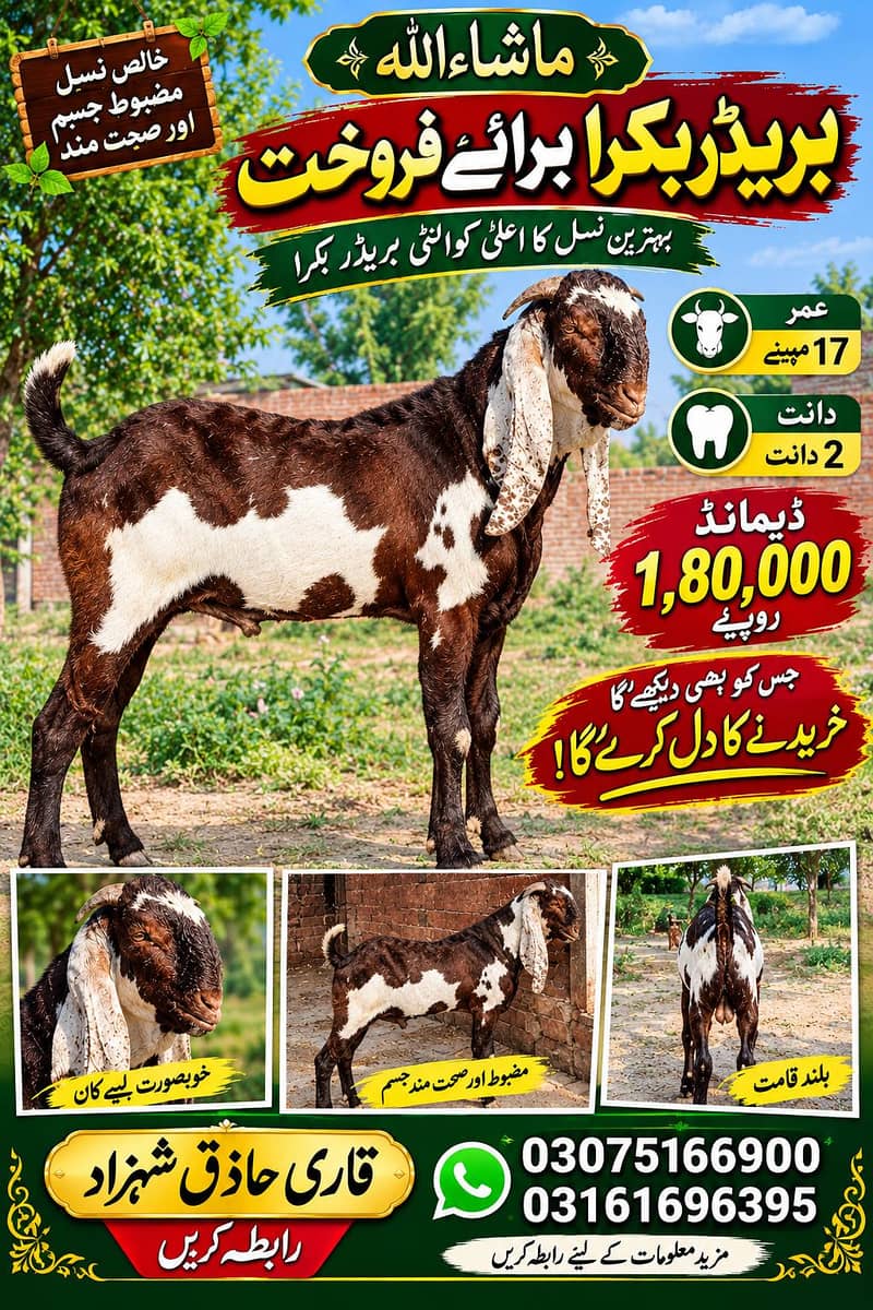 BREADER BAKRA! 0