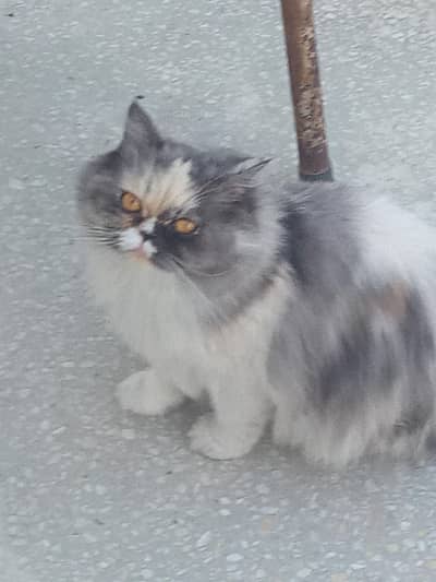 cat for sale on urgent