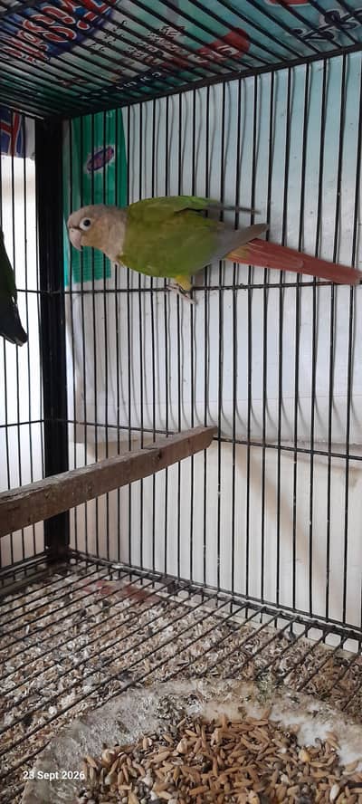 Pineapple conure Breader pair