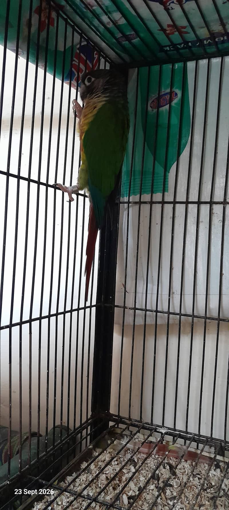 Pineapple conure Breader pair 1