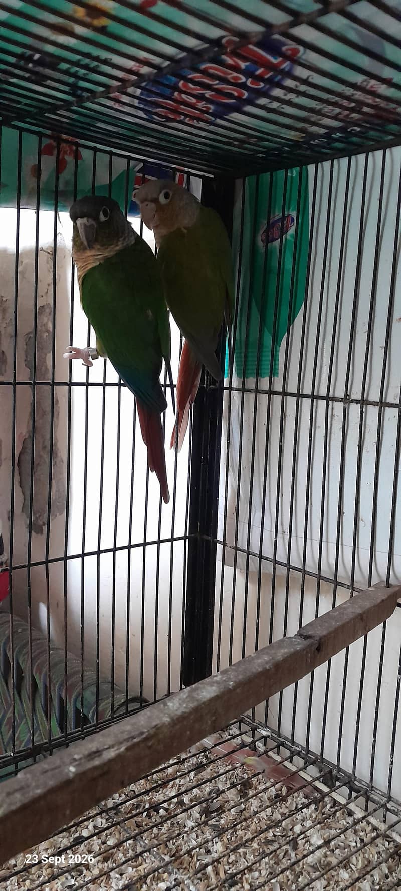 Pineapple conure Breader pair 2