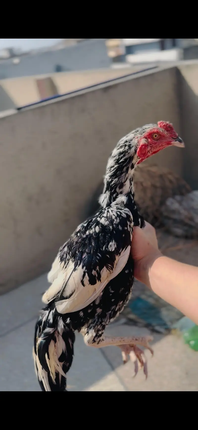 Cheena for sale — photo 2