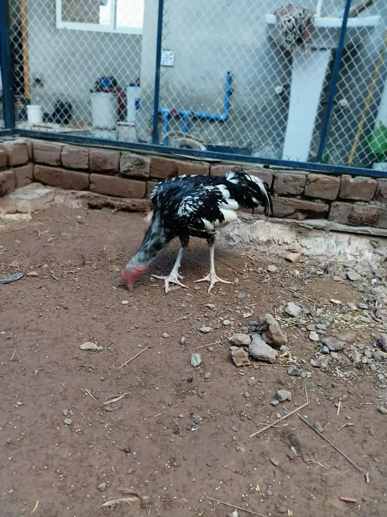 Cheena for sale — photo 3