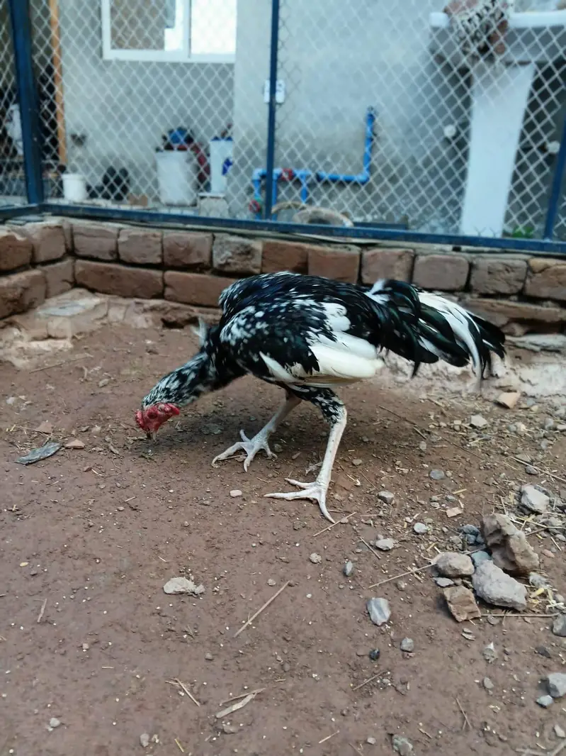 Cheena for sale — photo 4