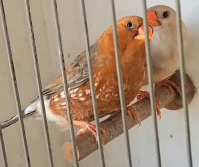 Full Orange Finch Pair