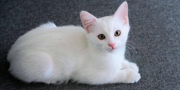 Dihinguo my baby cat sale in low price male cat