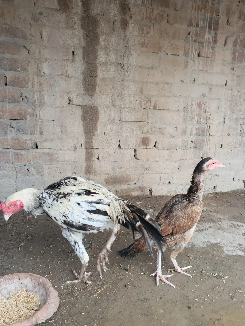 Aseel Murgha & Murghi Jora Pair — photo 2