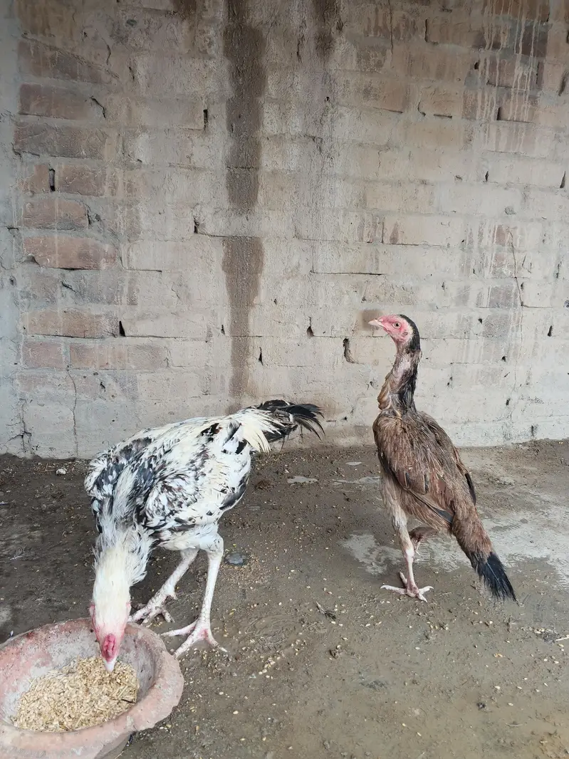 Aseel Murgha & Murghi Jora Pair — photo 3