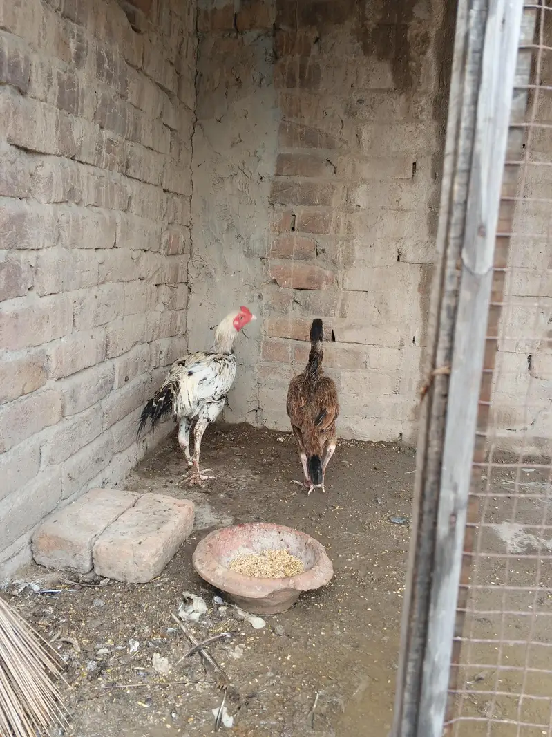 Aseel Murgha & Murghi Jora Pair — photo 4