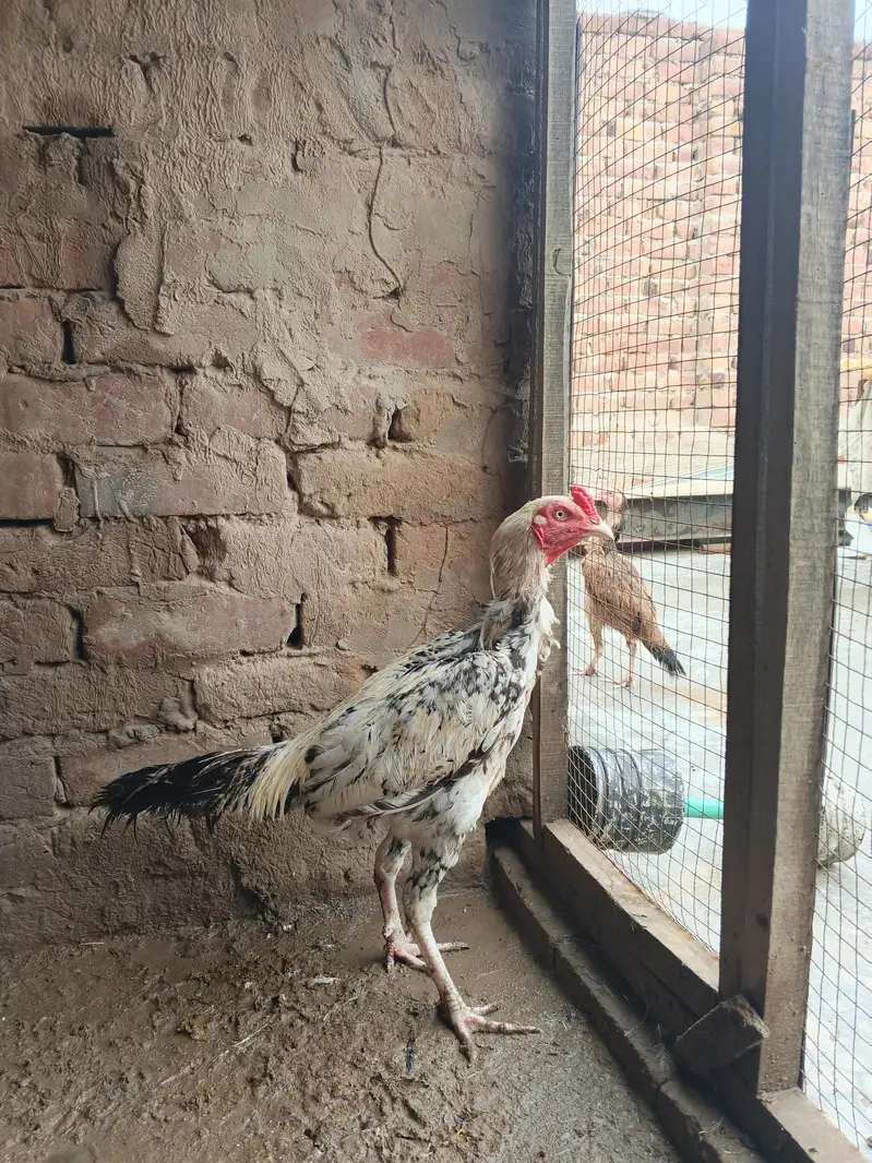 Aseel Murgha & Murghi Jora Pair — photo 6