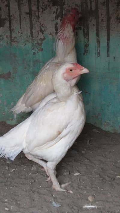 Heera asell