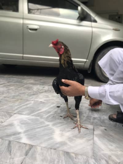 Aseel Murgh for sale