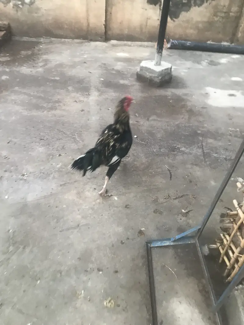Aseel Murgh for sale — photo 2