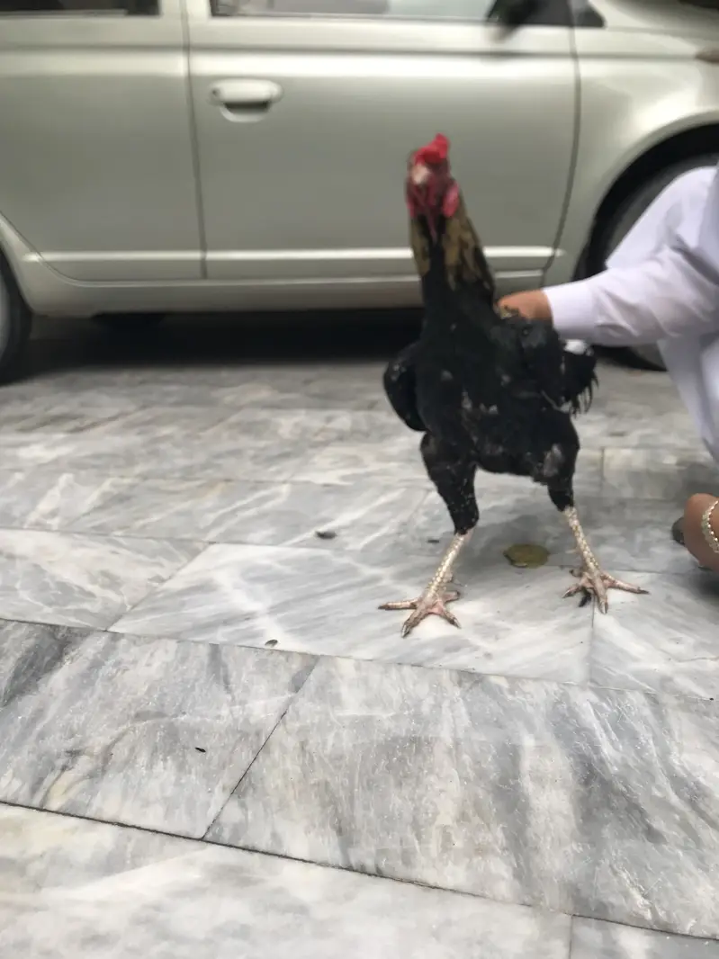 Aseel Murgh for sale — photo 3