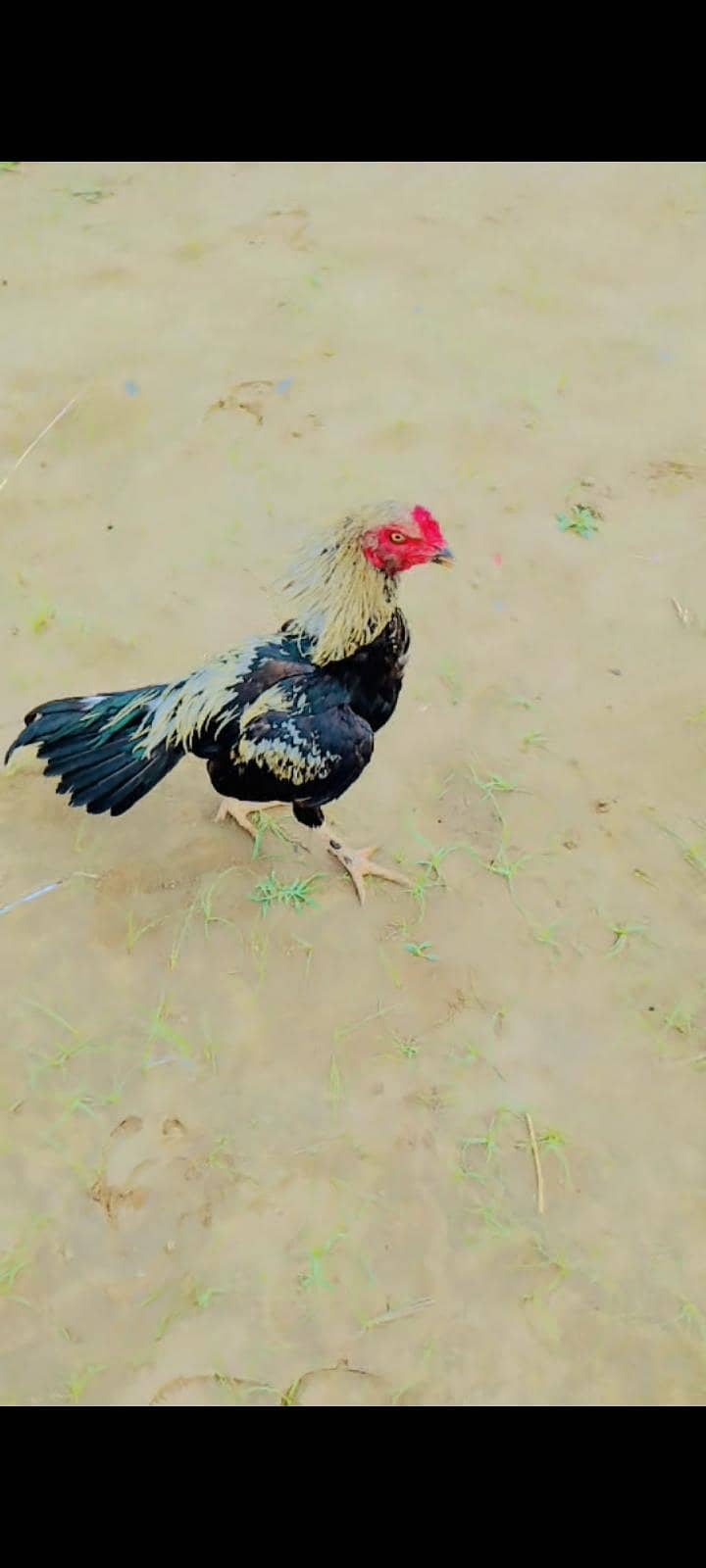 Assel murga 1