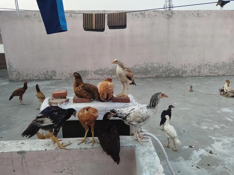 Aseel chozy 2900 rupy per piece — photo 2