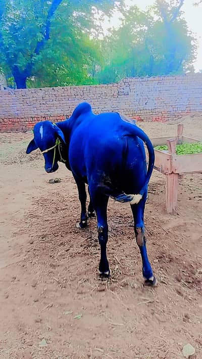 kaccha khira Bell