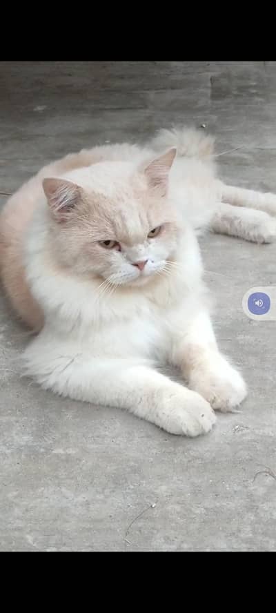male cat
