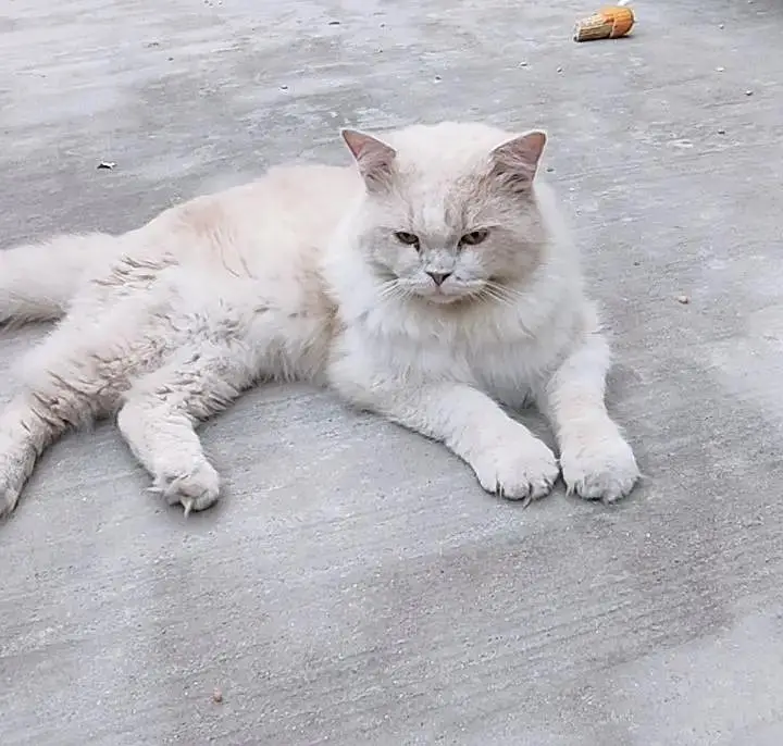 male cat — photo 2