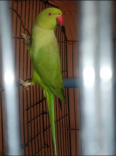 Kashmiri parrot Male
