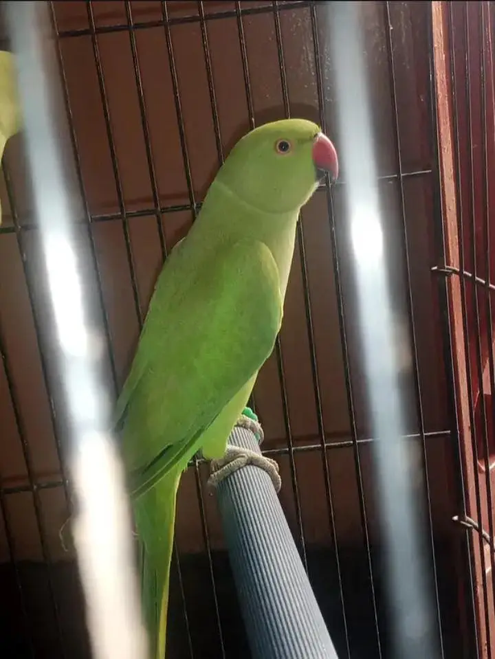 Kashmiri parrot Male — photo 2