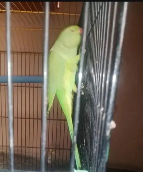 Kashmiri parrot Male — photo 4