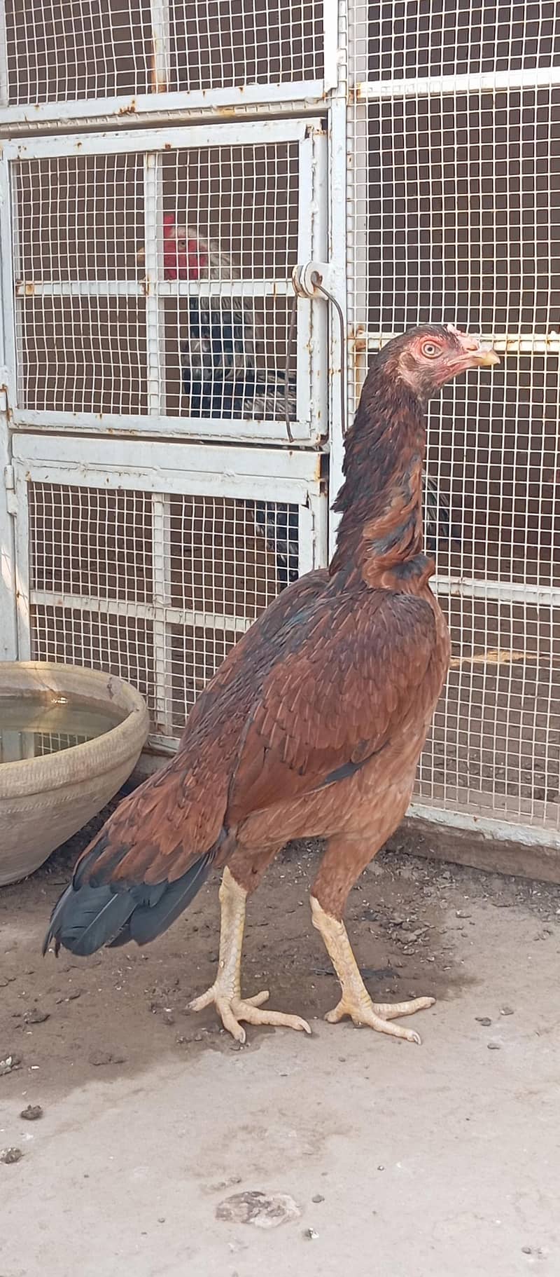 quality aseel hen 0
