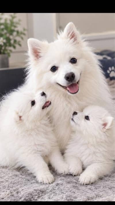 Russian Spitz Female with quality 2male puppies