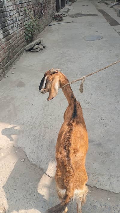 Dogli bakri for sale
