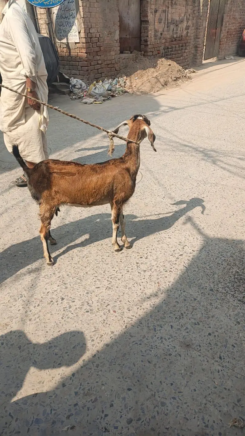 Dogli bakri for sale — photo 2