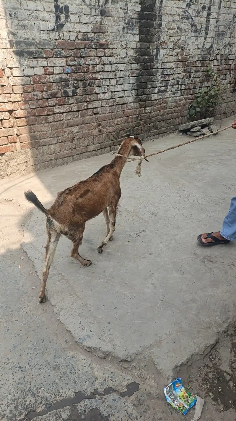 Dogli bakri for sale — photo 3
