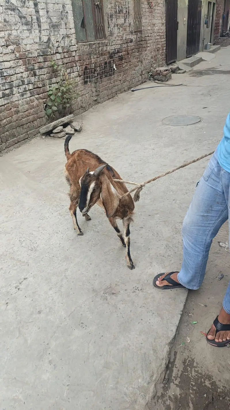 Dogli bakri for sale — photo 4