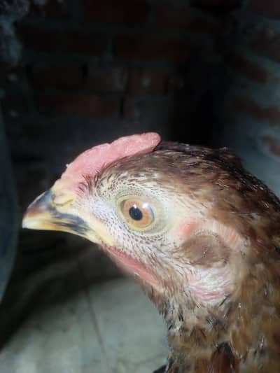 others aseel healthy hen