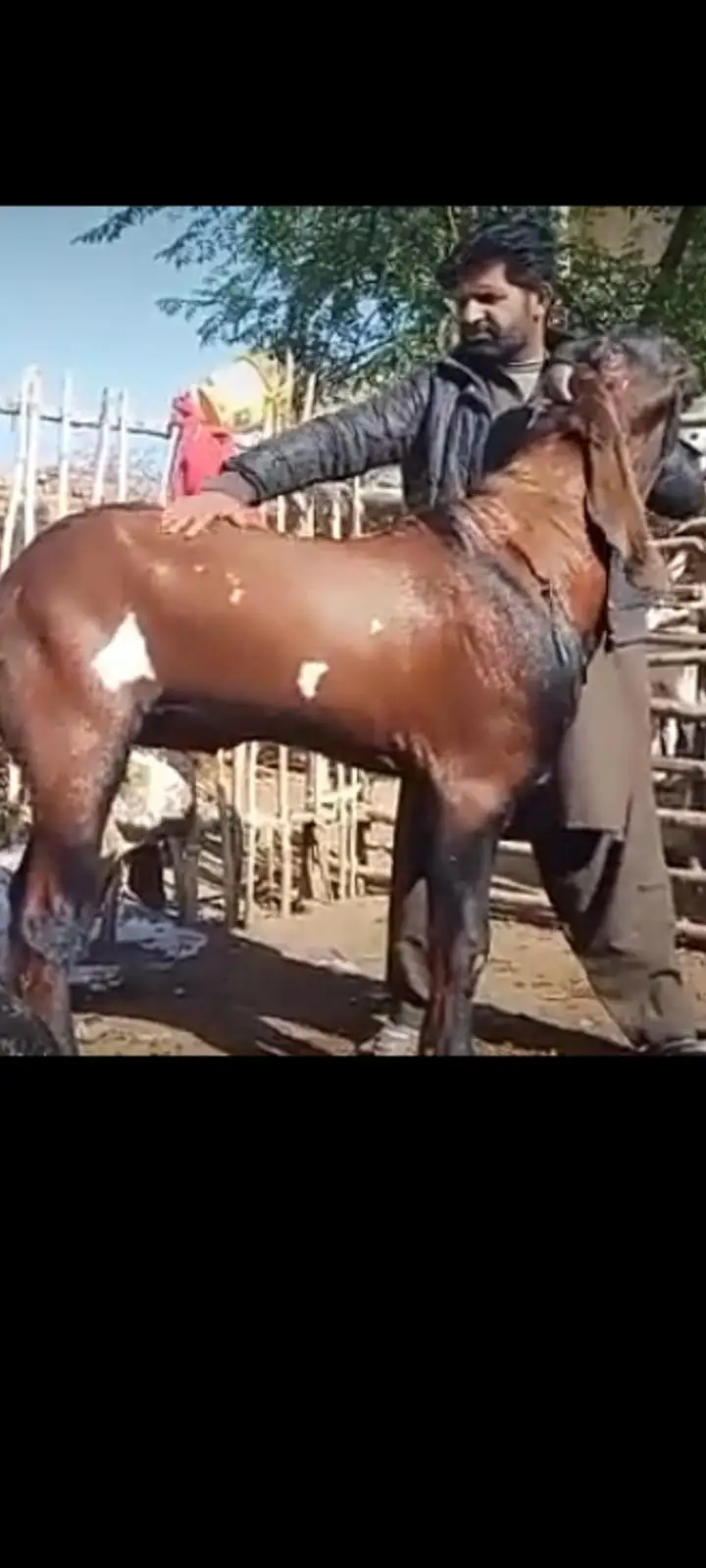 full bareedr quality nagraa betal male — photo 2