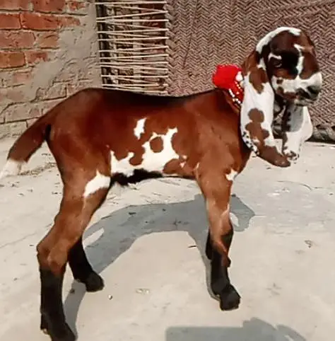 full bareedr quality nagraa betal male — photo 6