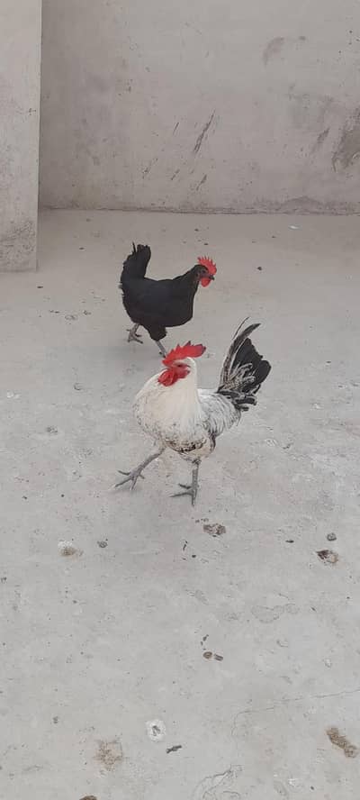 Egg laying black austrolorp set for sale