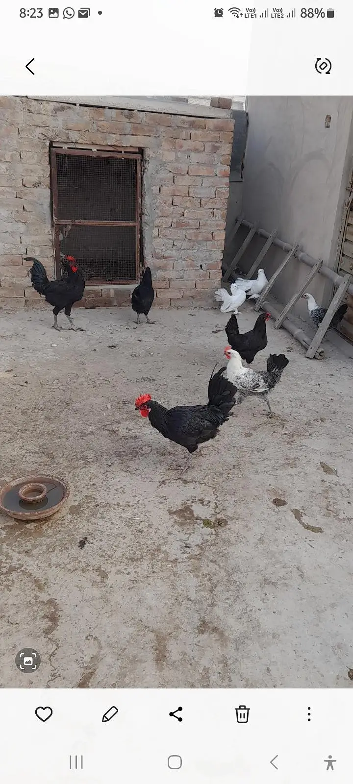 Egg laying black austrolorp set for sale — photo 2