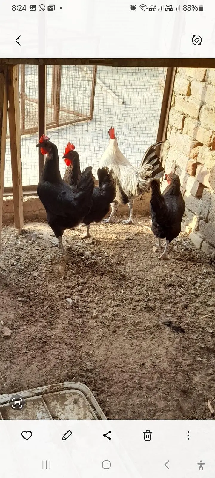 Egg laying black austrolorp set for sale — photo 4