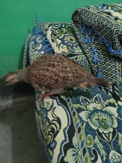 Dhakni Mada