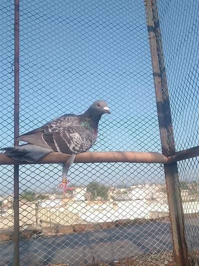 track chasser. . long tail best stamina. . .
